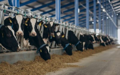 How Cattle Feed Helps Manage Heat Stress and Prevent Milk Drop in Summer